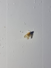 Saccharodite chrysonoe