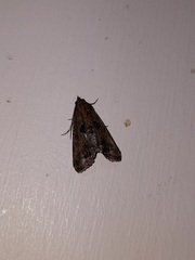 Noctuoidea