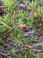 Brachyloma ericoides