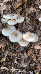 Leucoagaricus americanus