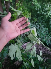 Rubus caesius