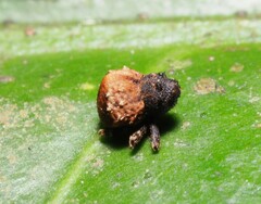 Crooktacalles certus