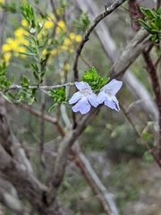 Prostanthera behriana