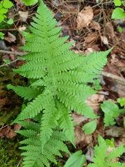 Phegopteris