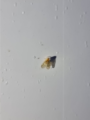 Saccharodite chrysonoe