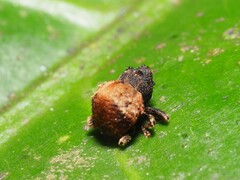 Crooktacalles certus