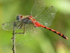 Sympetrum ambiguum
