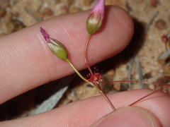 Drosera thysanosepala