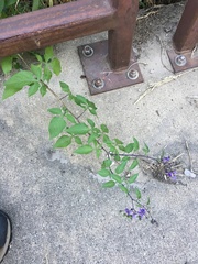 Solanum dulcamara