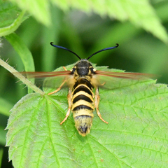 Pennisetia marginatum
