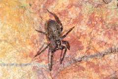 Mituliodon tarantulinus