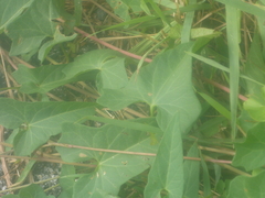 Calystegia sepium