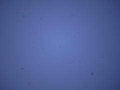 Sturnus vulgaris