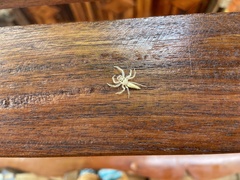 Telamonia