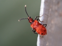 Lemodes coccinea