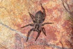 Mituliodon tarantulinus