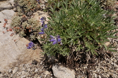 Lupinus lepidus