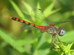 Sympetrum ambiguum
