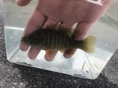 Lepomis cyanellus