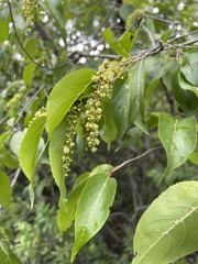 Prunus armeniaca