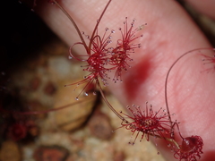 Drosera thysanosepala