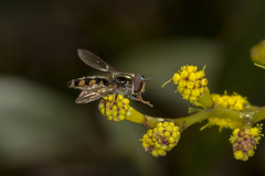 Melangyna viridiceps