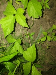 Rubus caesius