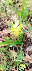 Lachenalia orchioides