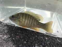 Lepomis cyanellus