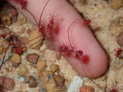 Drosera thysanosepala