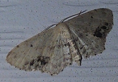 Idaea dimidiata