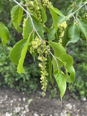 Prunus armeniaca