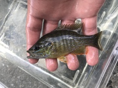 Lepomis cyanellus
