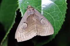 Spirama