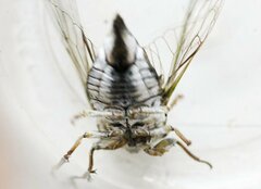 Neotibicen canicularis