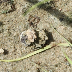 Gelastocoris oculatus