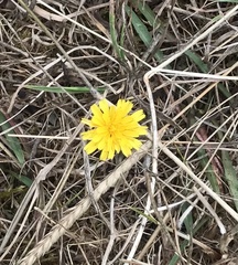 Scorzoneroides autumnalis