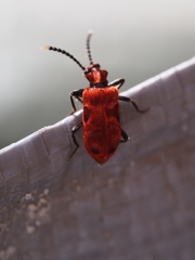 Lemodes coccinea