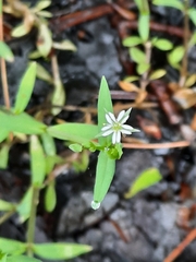Stellaria alsine