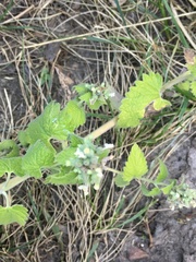 Nepeta cataria