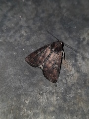 Condica