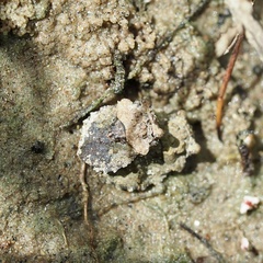 Gelastocoris oculatus