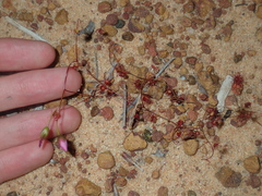 Drosera thysanosepala