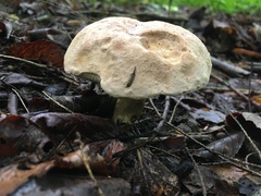 Tylopilus felleus