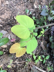 Bauhinia acuminata