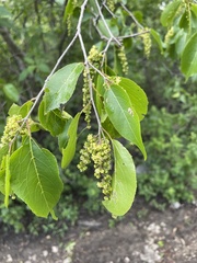 Prunus armeniaca