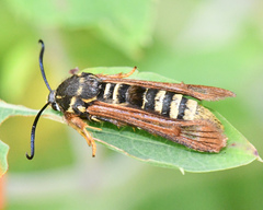 Pennisetia marginatum
