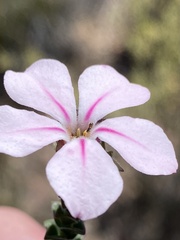 Acmadenia tetragona