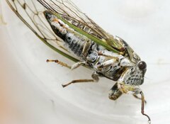 Neotibicen canicularis