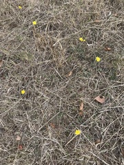 Scorzoneroides autumnalis